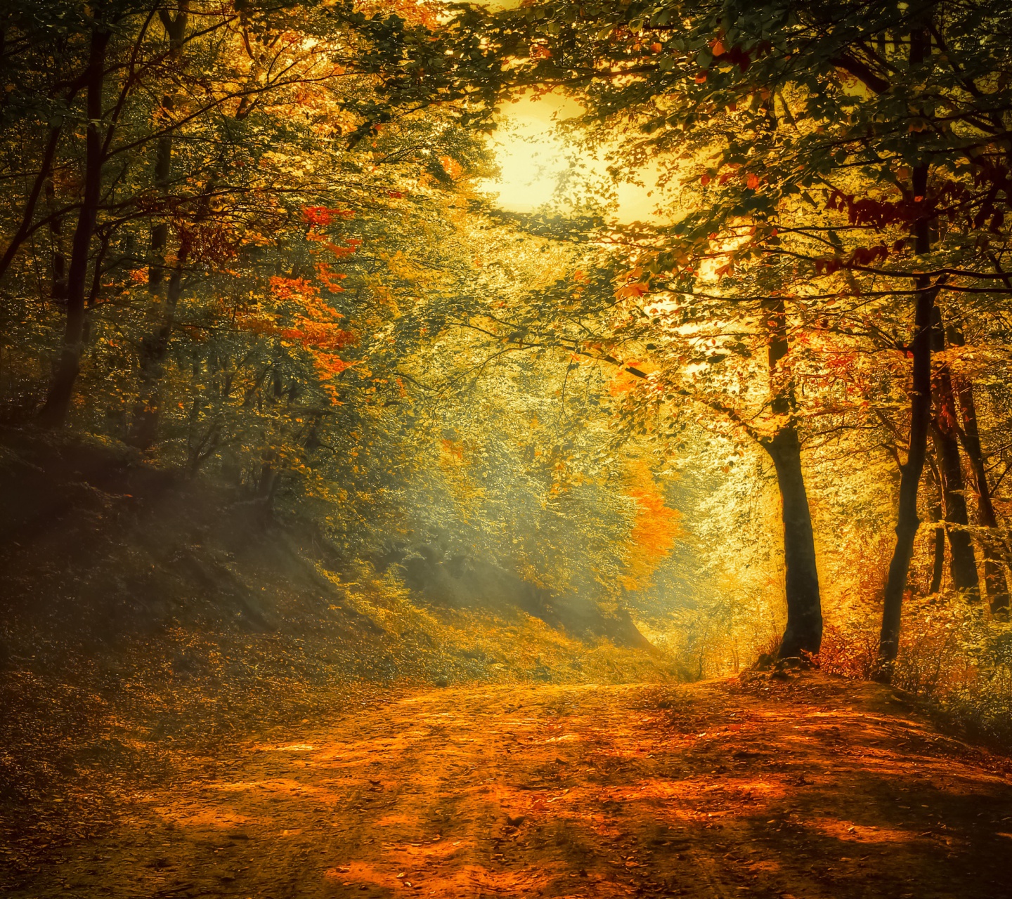 Autumn Trees Road Forest