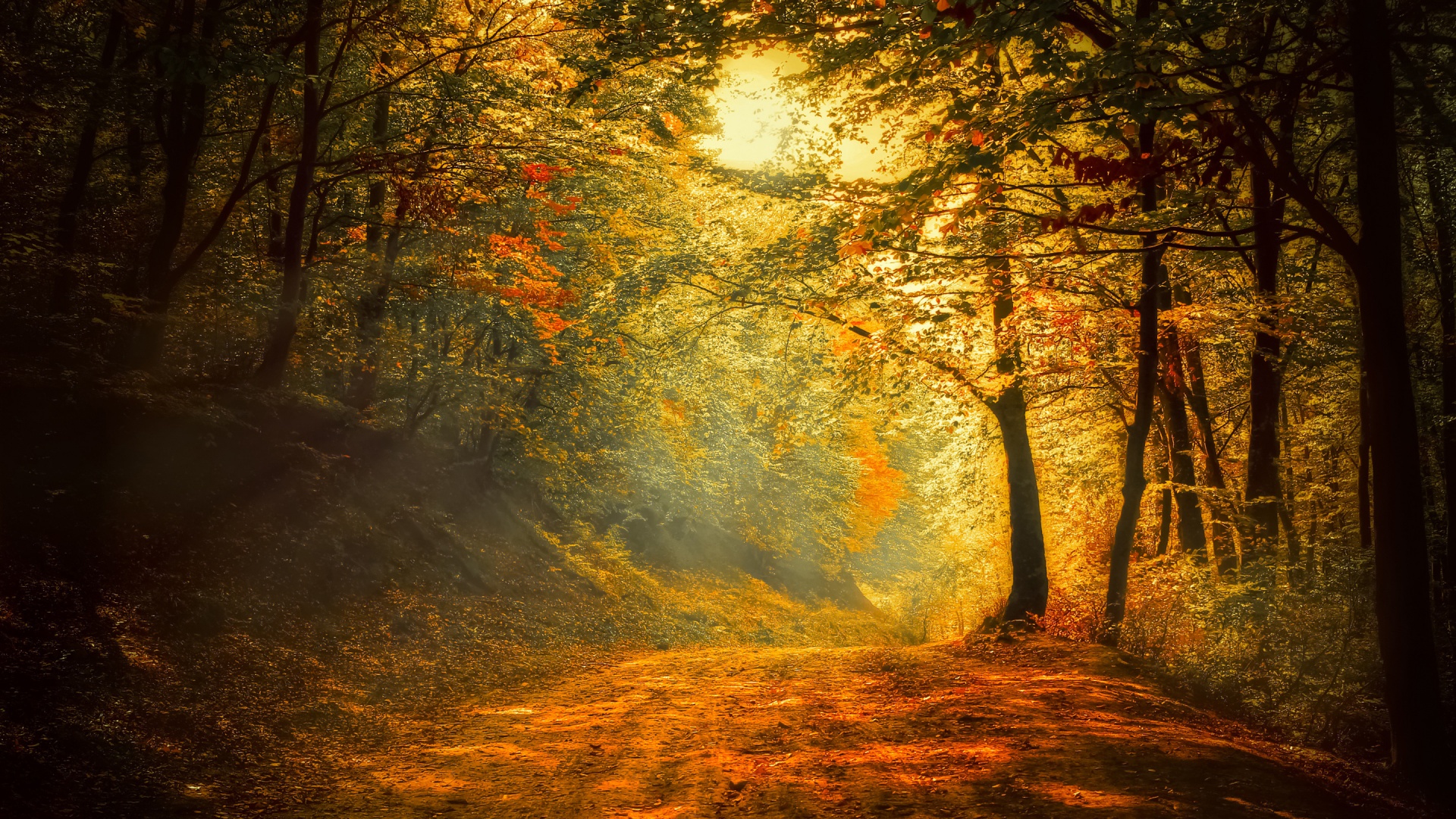 Autumn Trees Road Forest