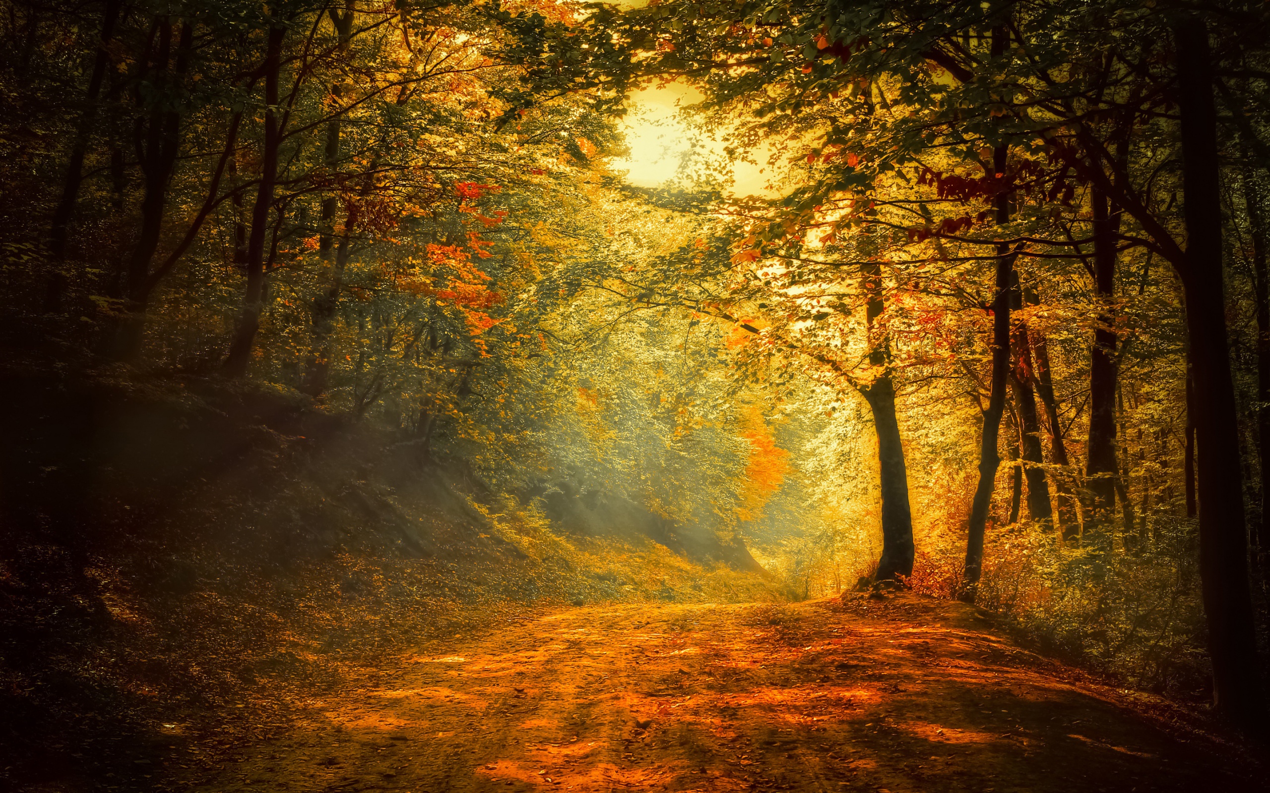 Autumn Trees Road Forest