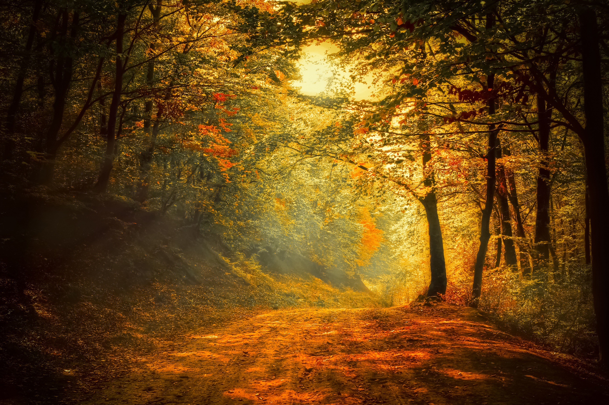 Autumn Trees Road Forest