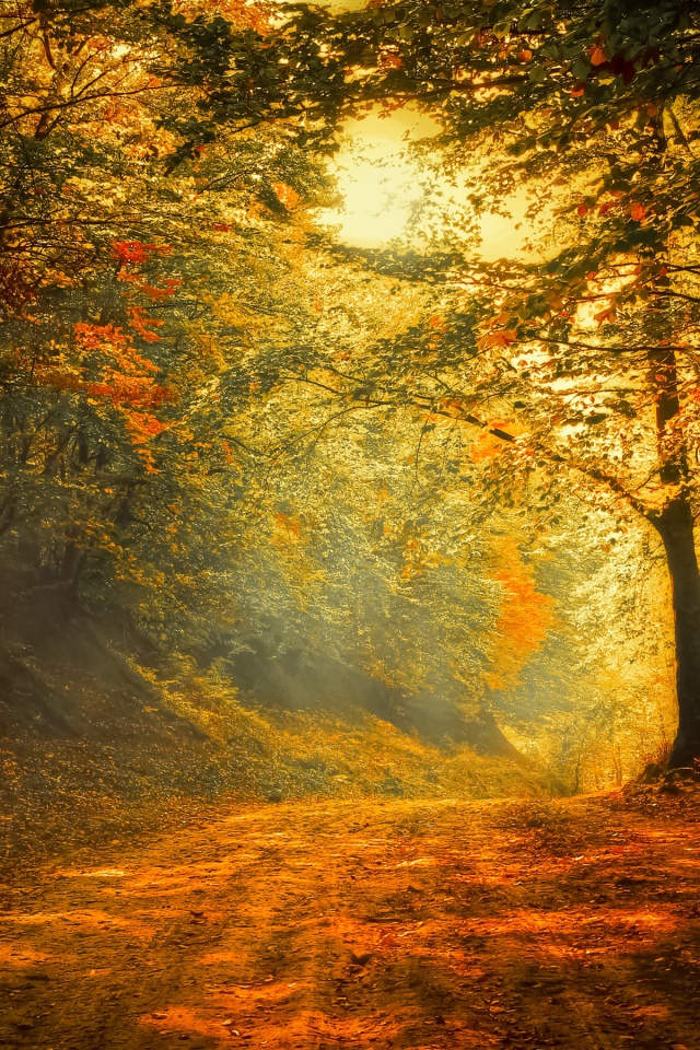 Autumn Trees Road Forest