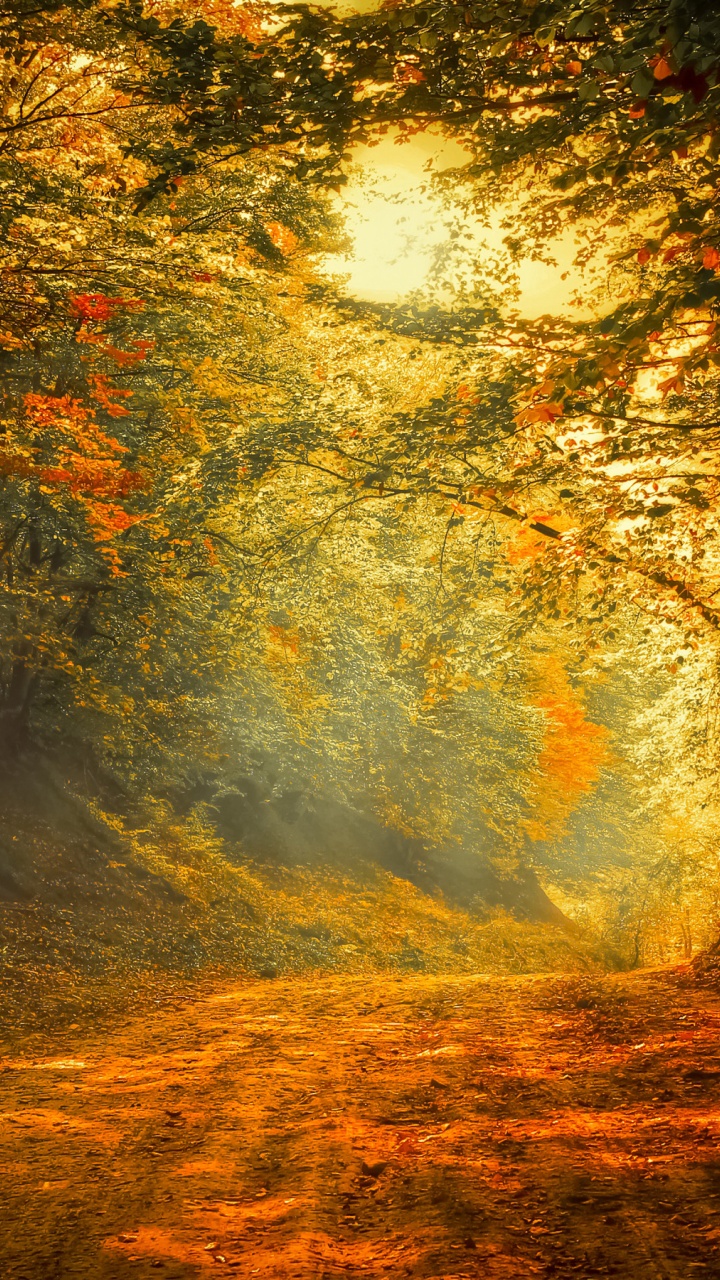 Autumn Trees Road Forest