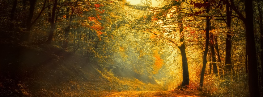 Autumn Trees Road Forest