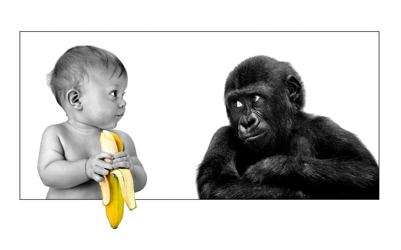 Baby Funny Bananas Monkeys