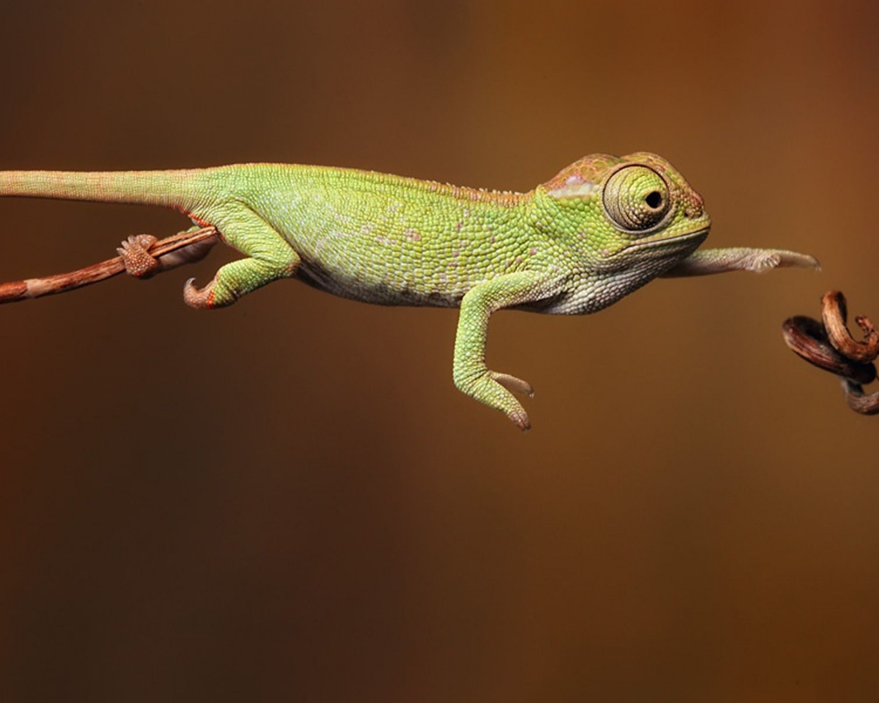 Baby Iguana