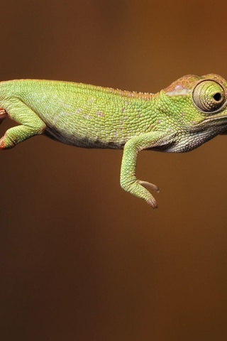 Baby Iguana