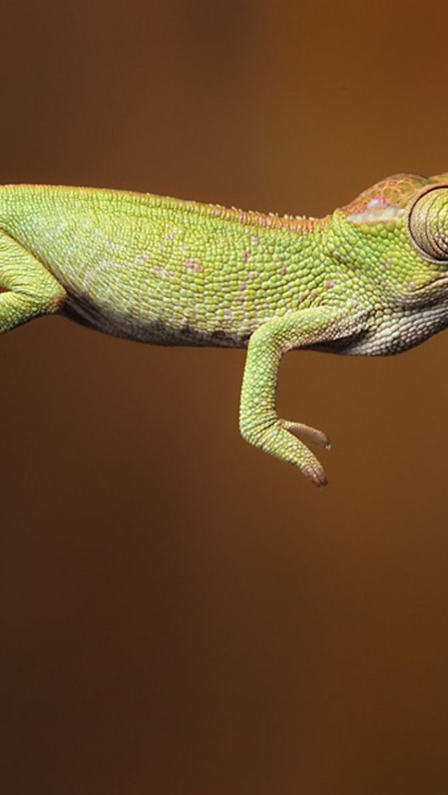 Baby Iguana