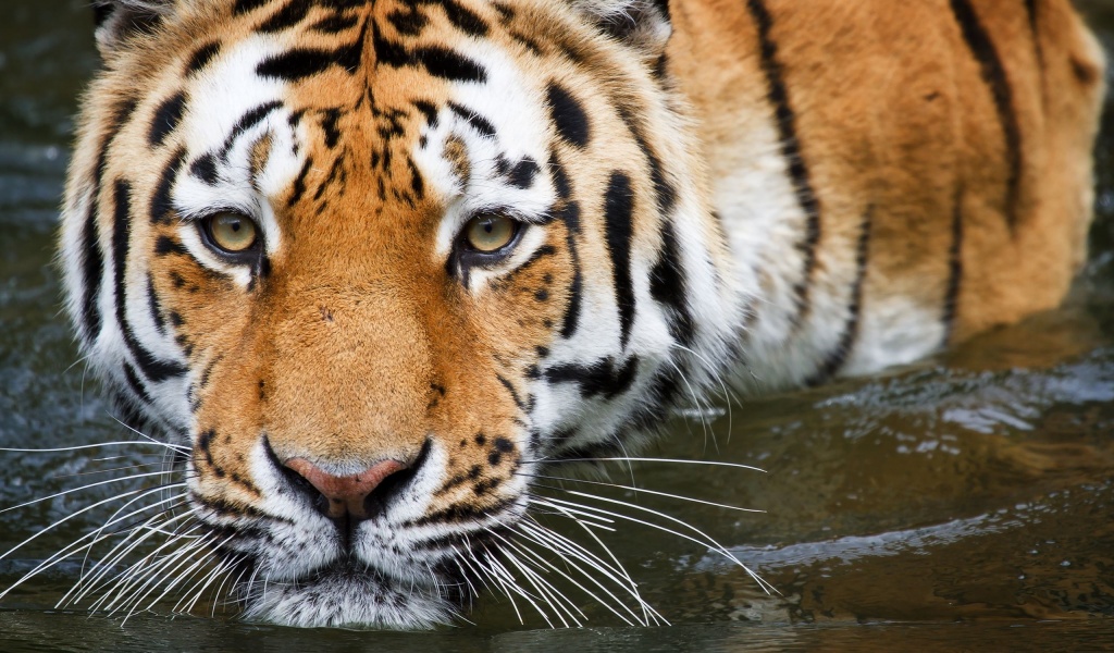 Bathing Tiger