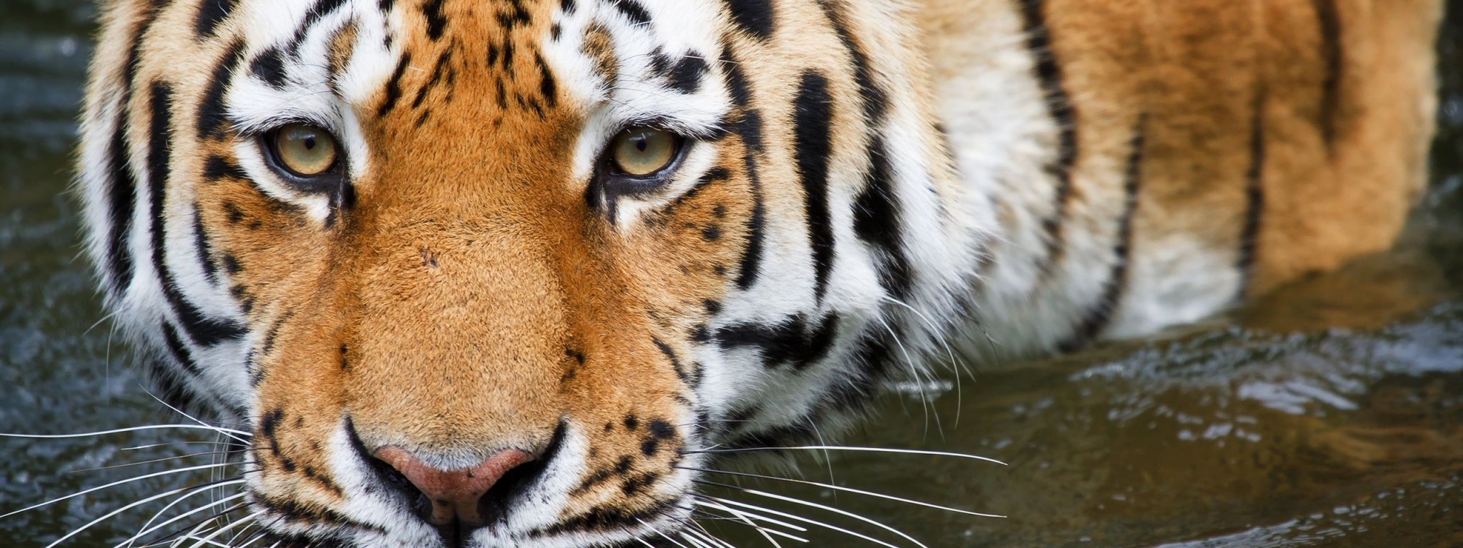 Bathing Tiger