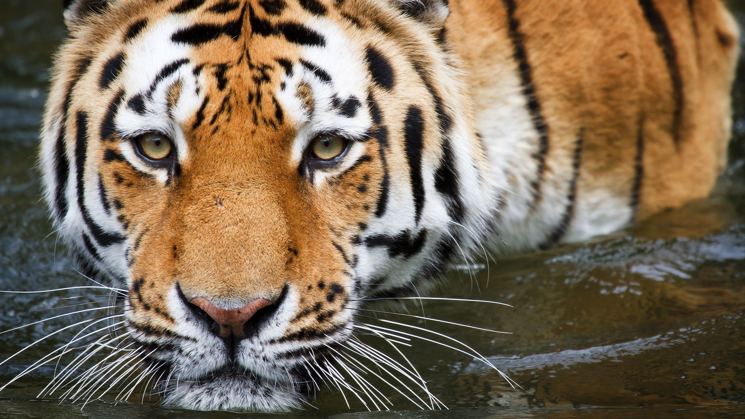 Bathing Tiger