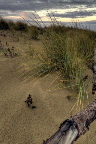 Beach Fence Nature Landscapes