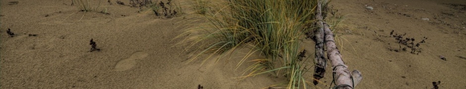 Beach Fence Nature Landscapes