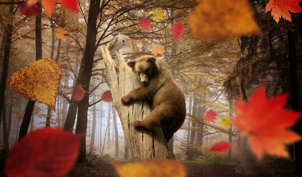 Bear Autumn Owl