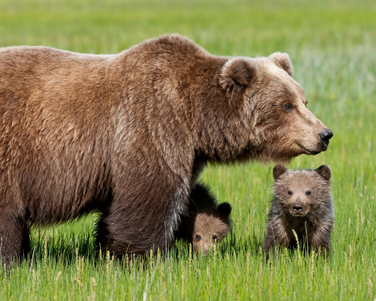 Bear With Cubs1