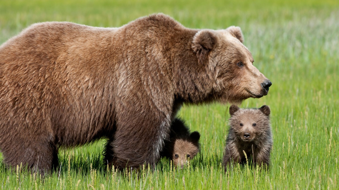 Bear With Cubs1