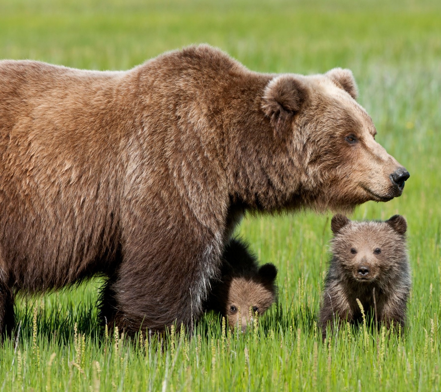 Bear With Cubs1