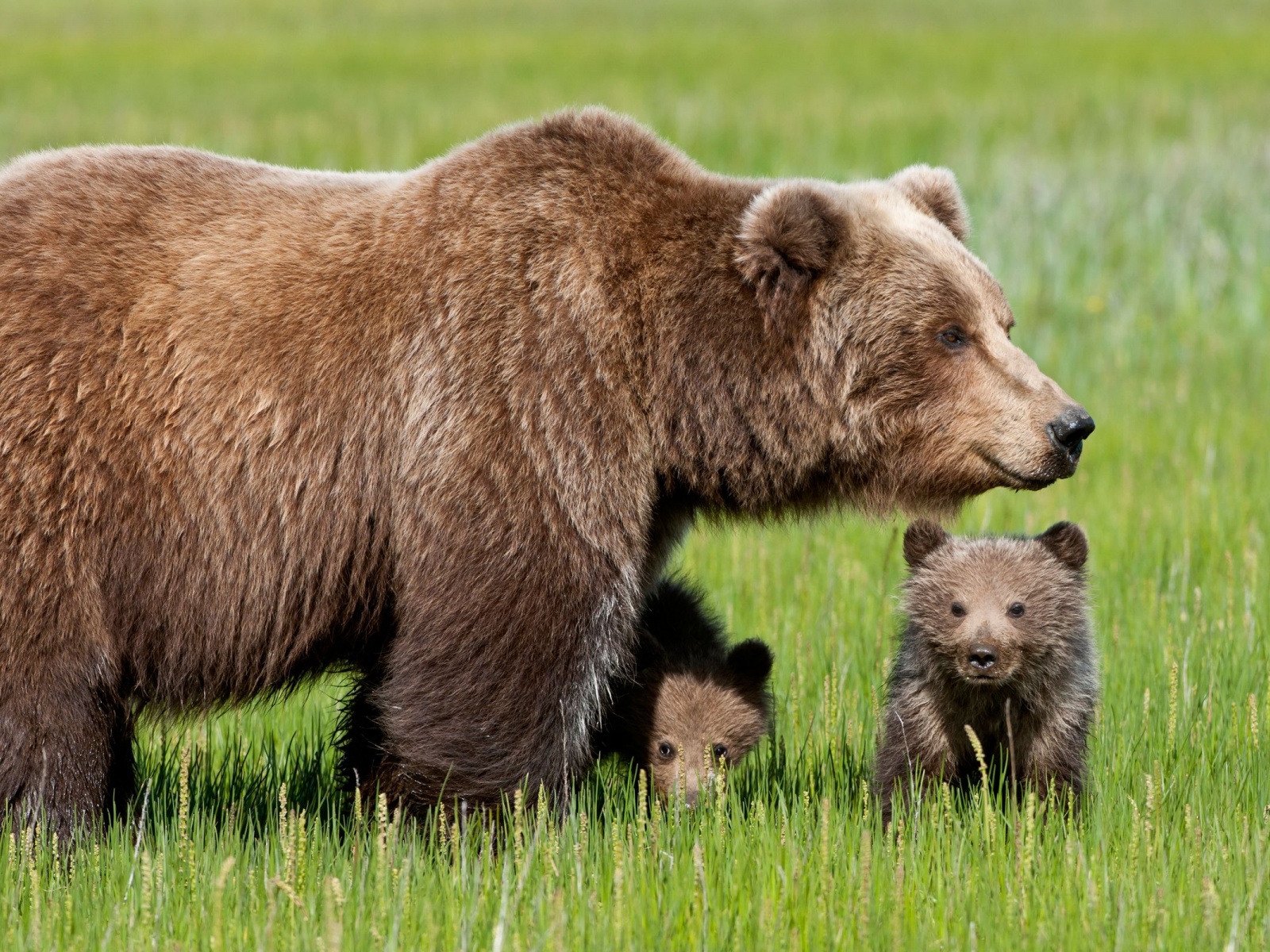 Bear With Cubs1