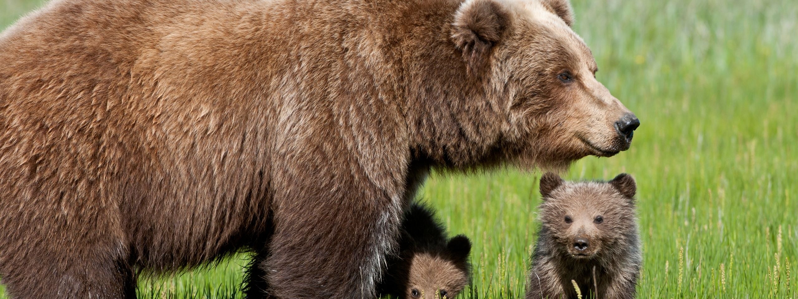 Bear With Cubs1