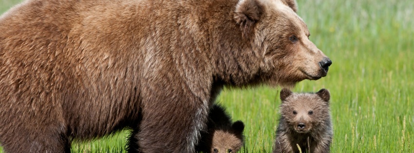 Bear With Cubs1