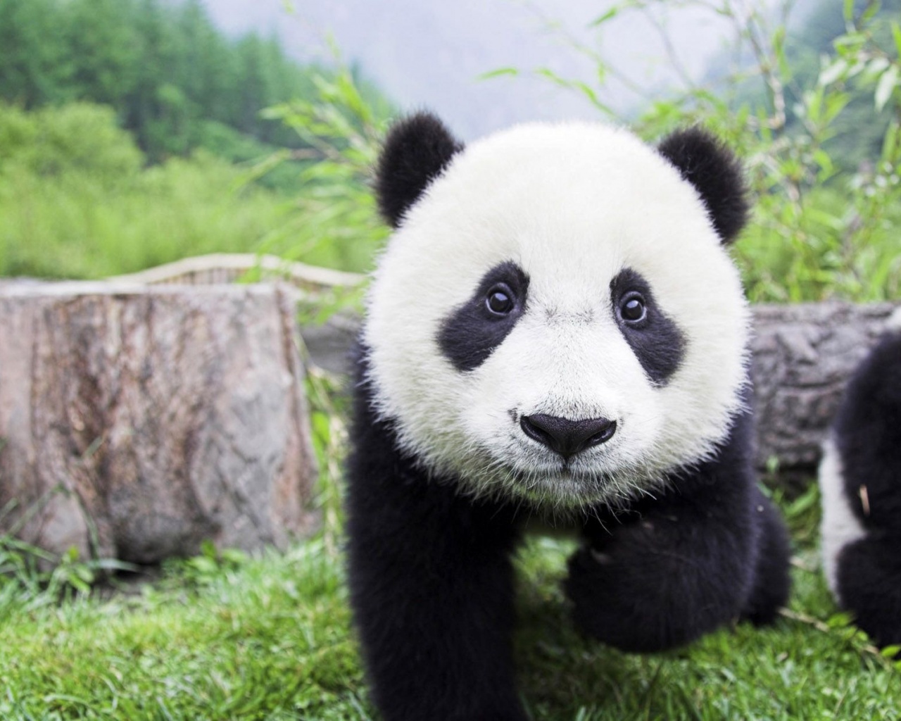 Beautiful Baby Panda