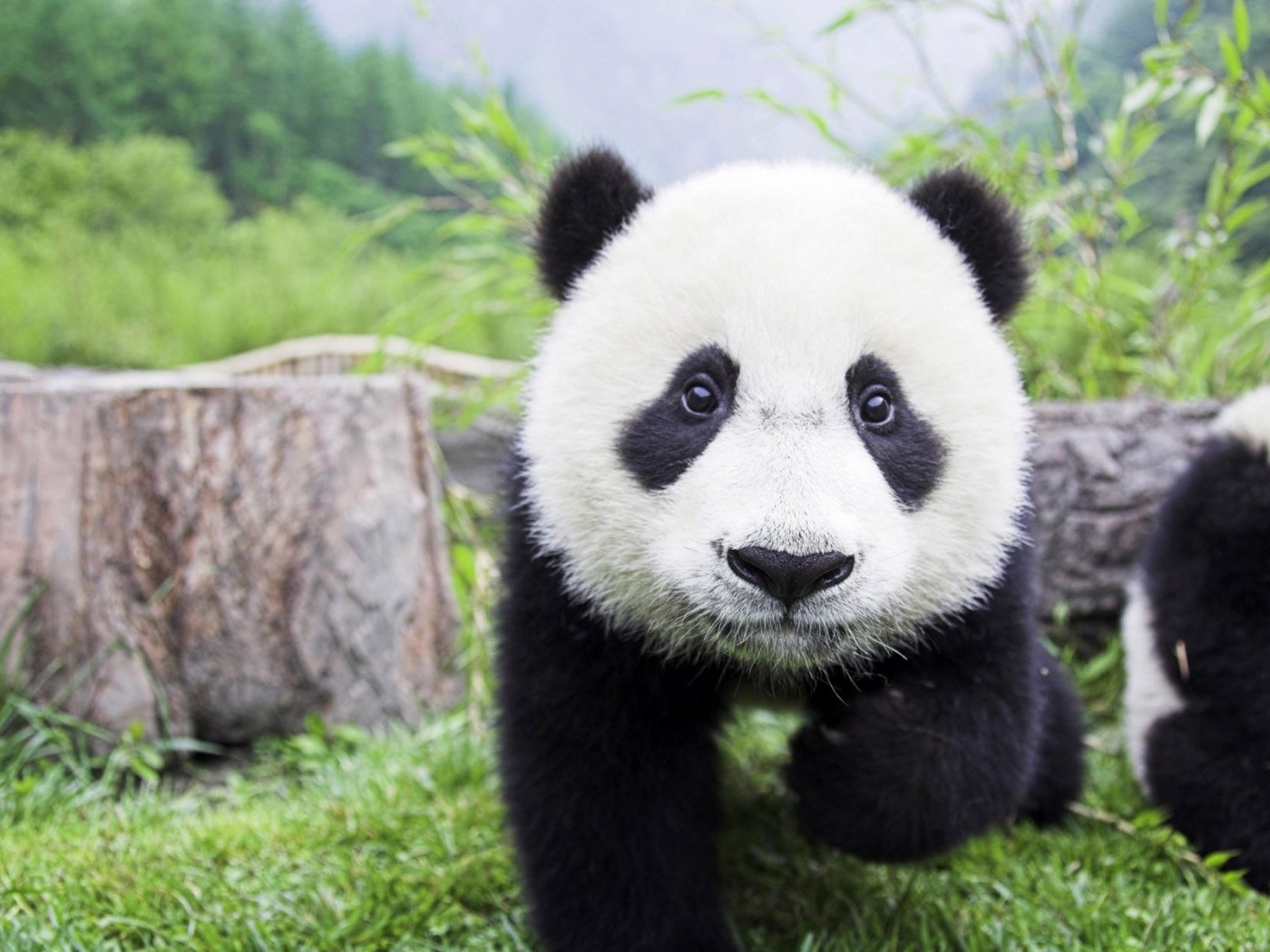 Beautiful Baby Panda