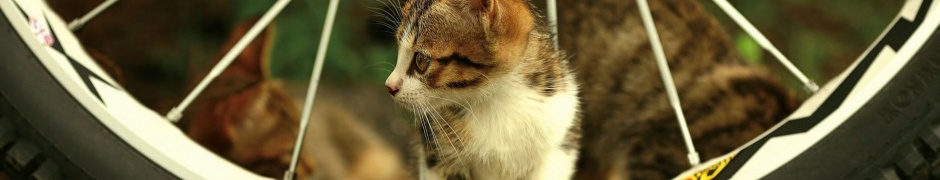 Beautiful Cat