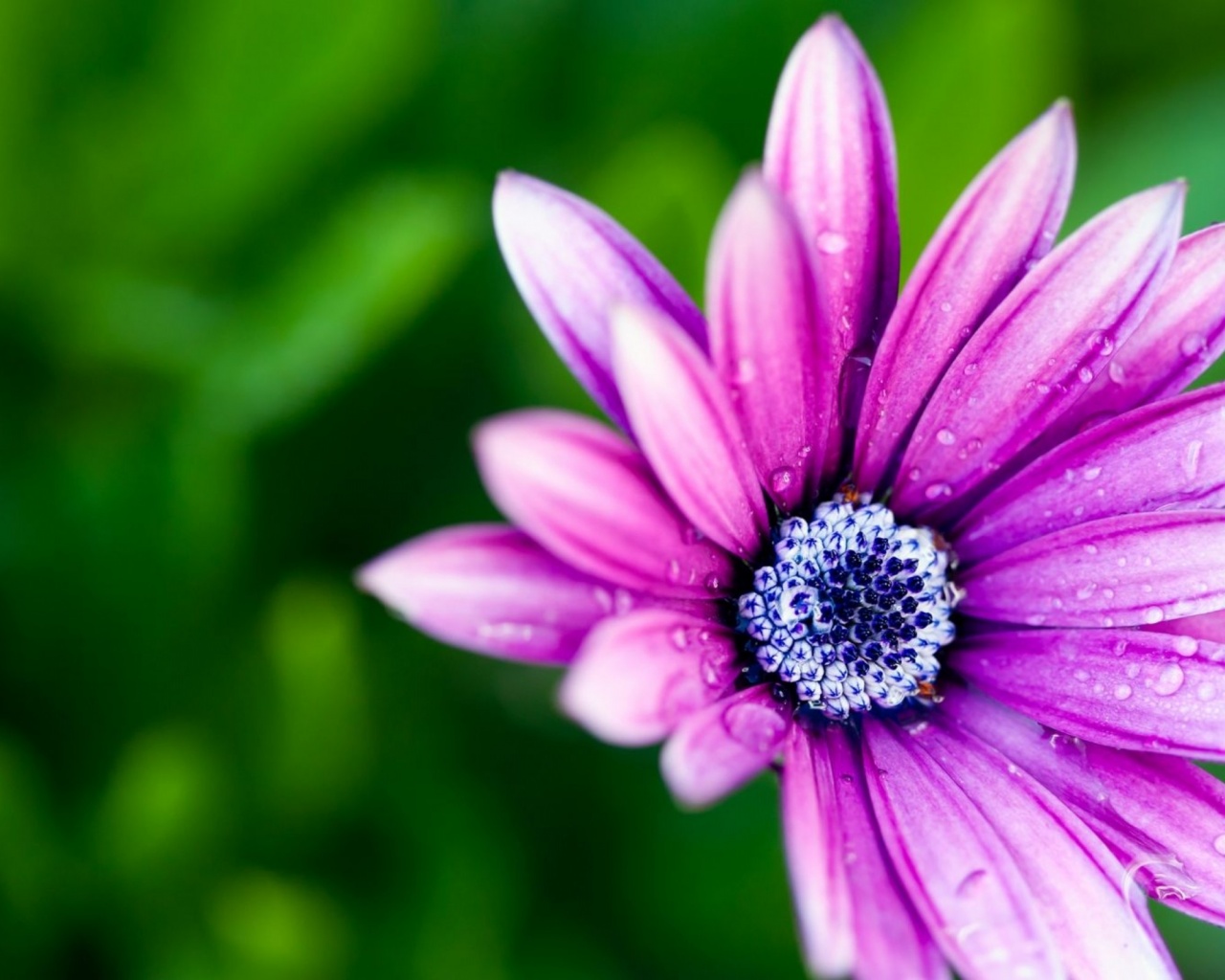 Beautiful Purple Daisy