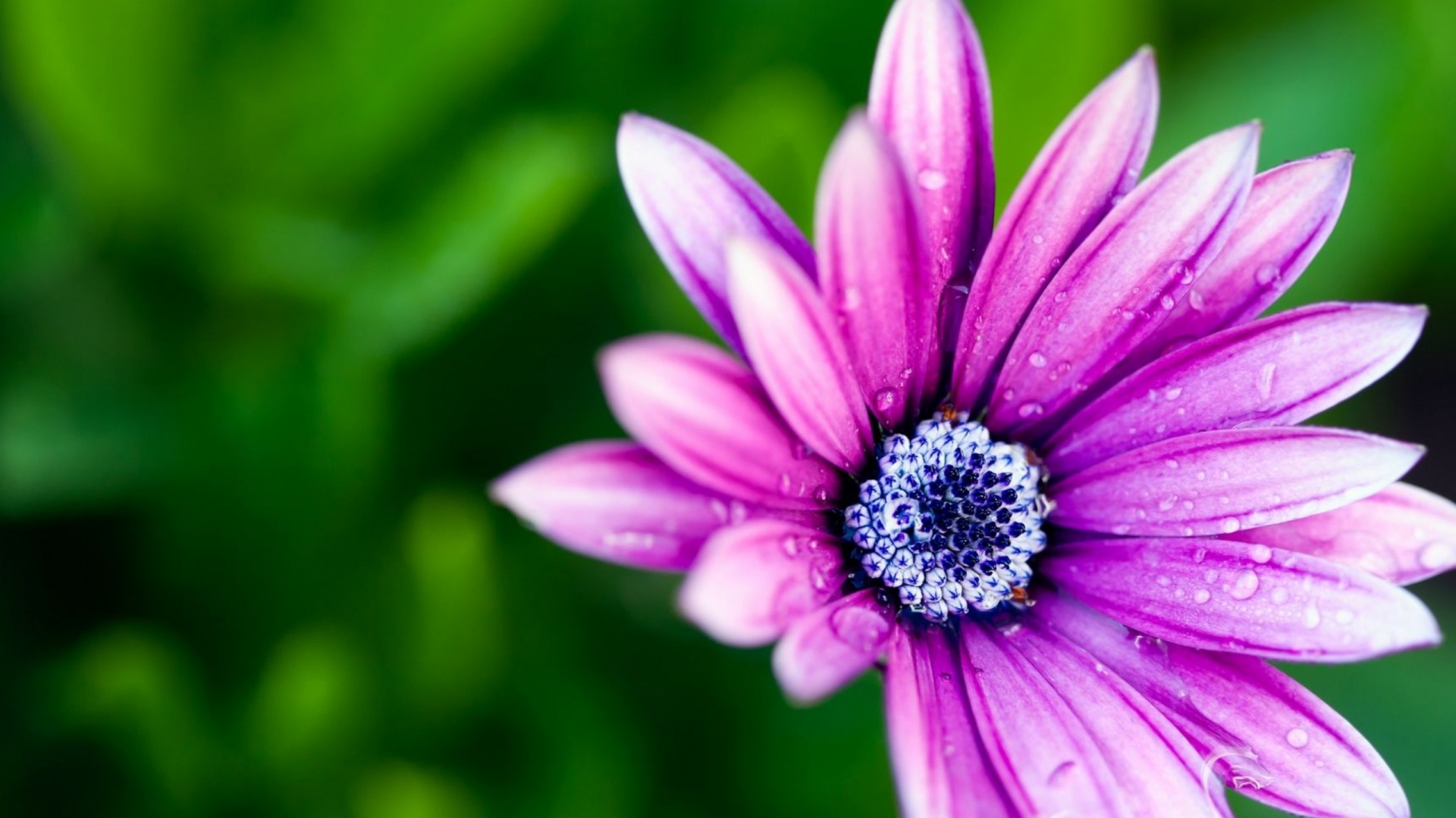 Beautiful Purple Daisy