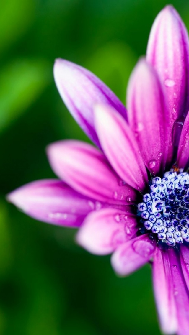 Beautiful Purple Daisy