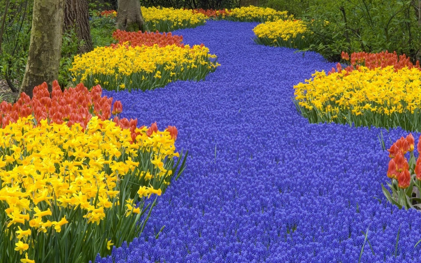 Beautiful Scenery Keukenhof Gardens Lisse Netherlands Flowers World