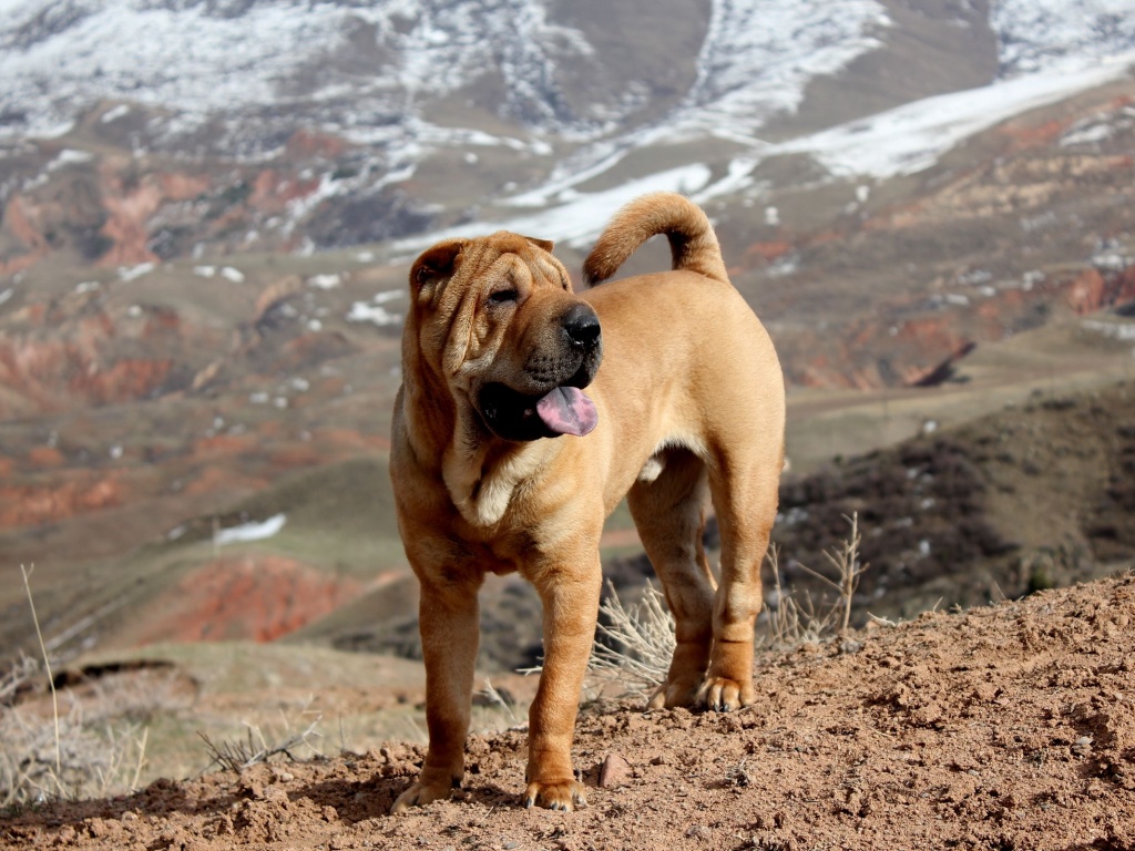 Beautiful Shar Pei Dog1