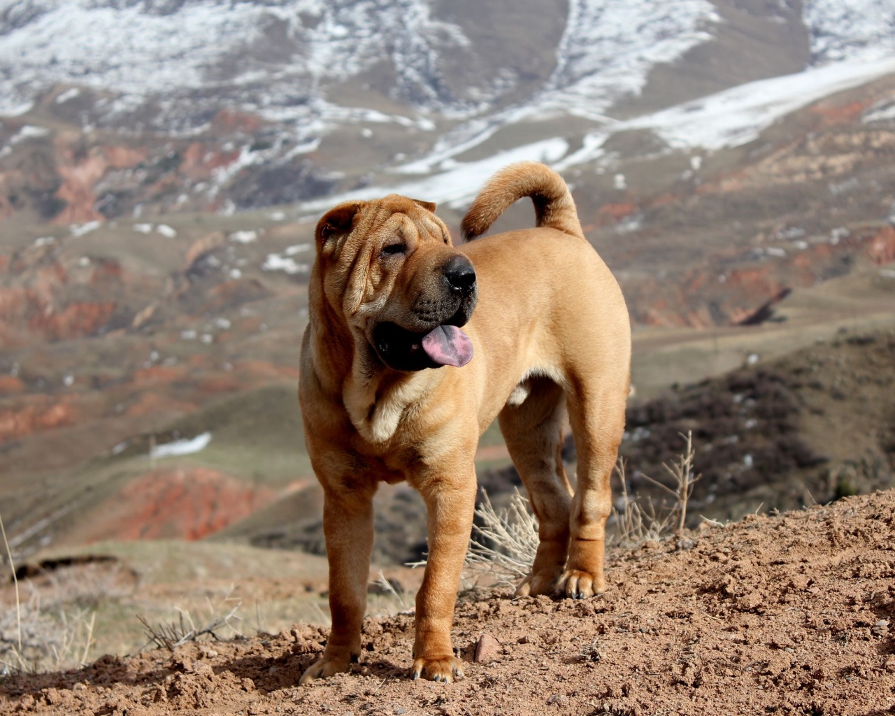 Beautiful Shar Pei Dog1