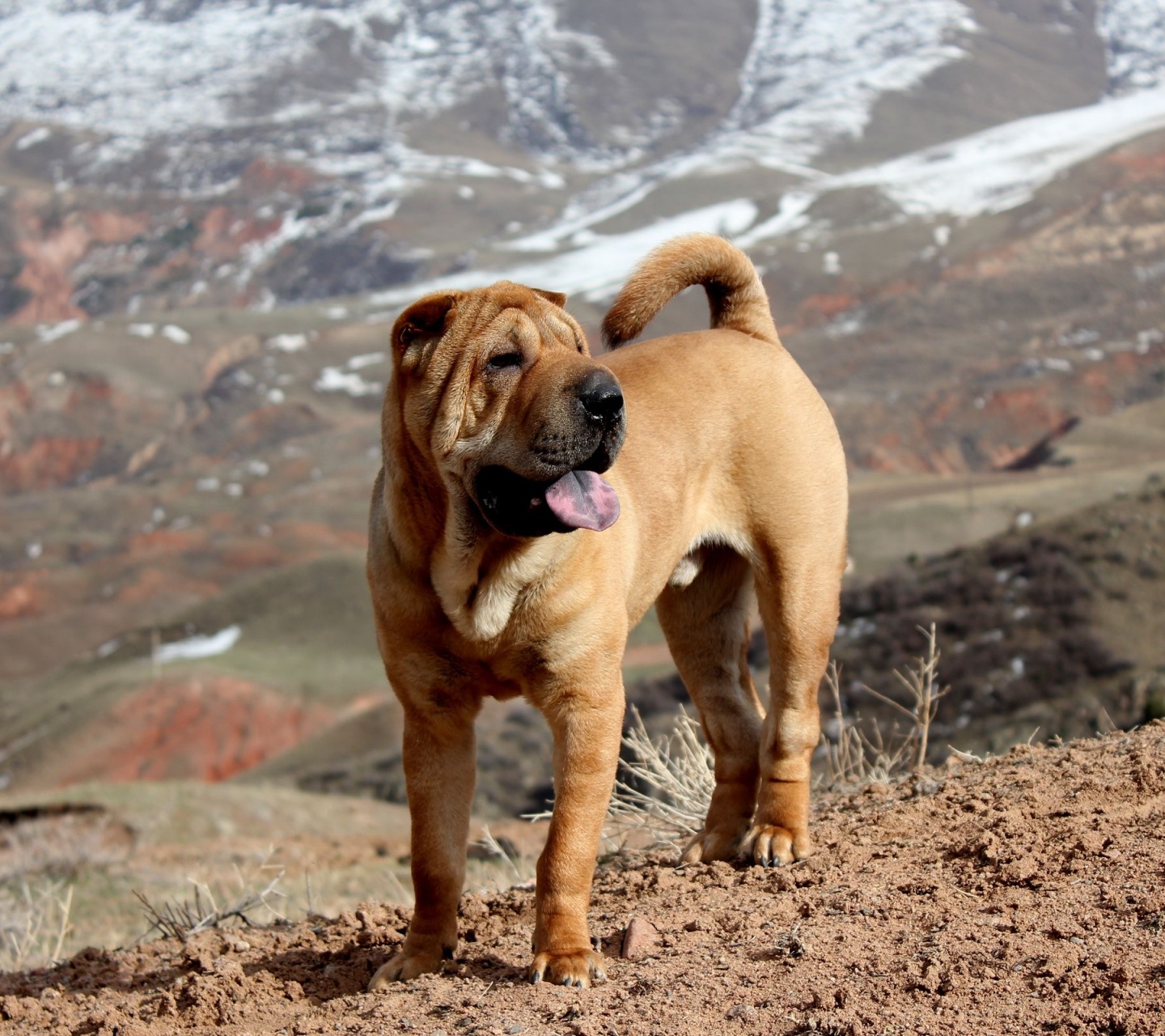 Beautiful Shar Pei Dog1