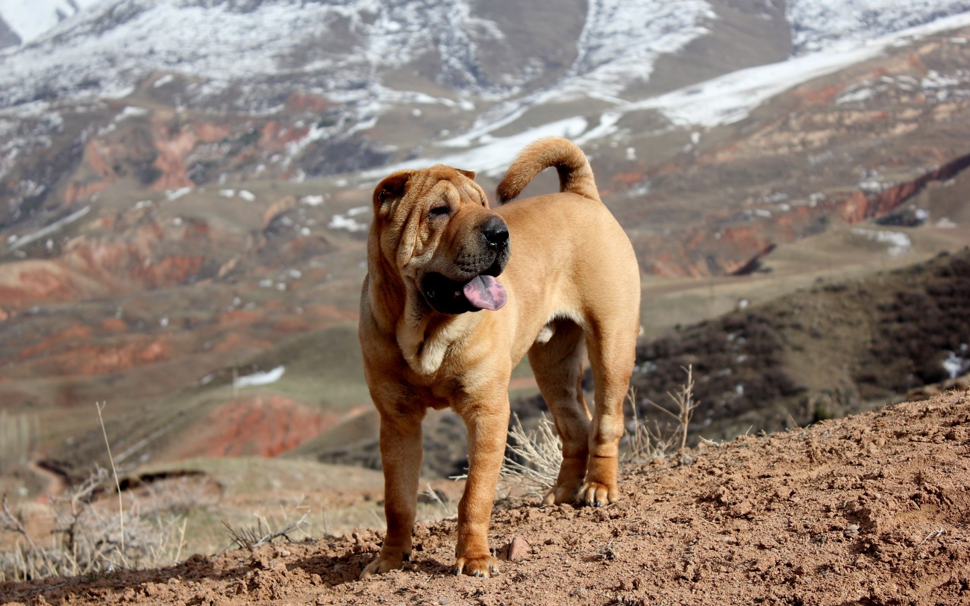 Beautiful Shar Pei Dog1