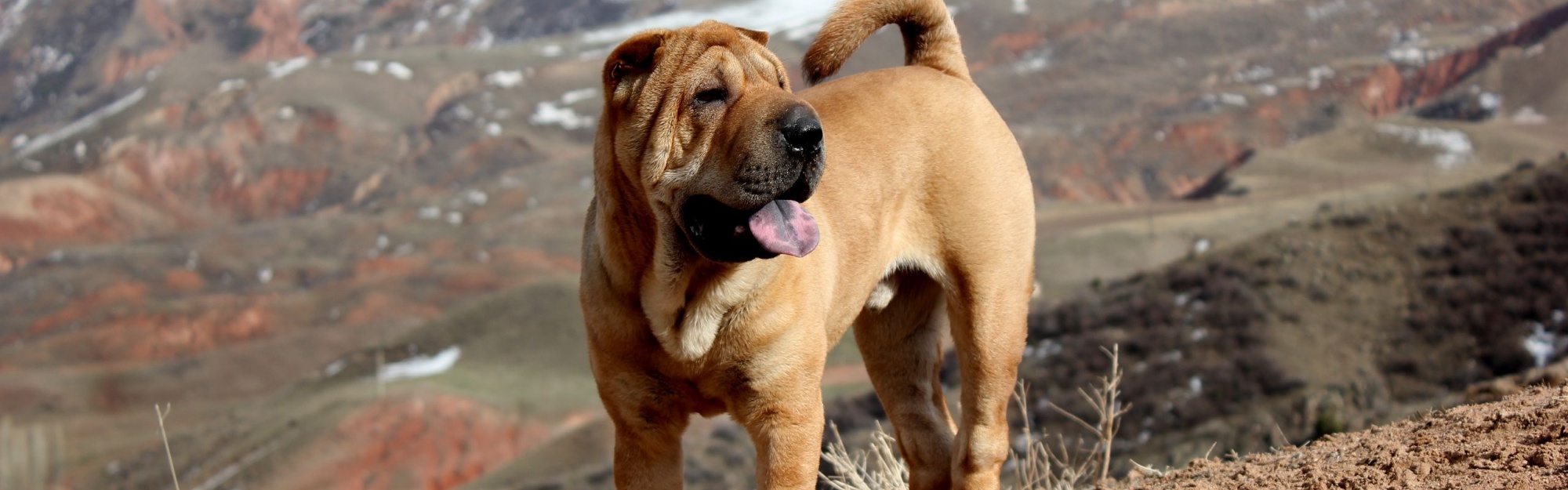 Beautiful Shar Pei Dog1