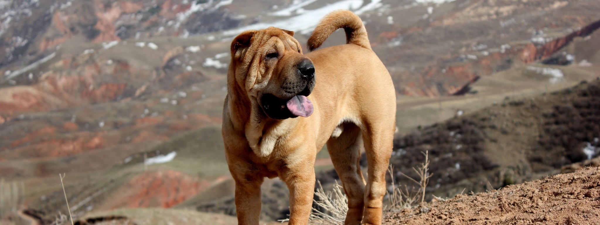 Beautiful Shar Pei Dog1