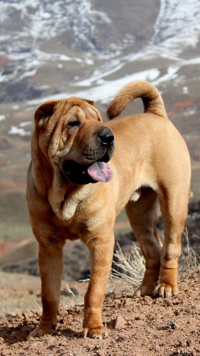 Beautiful Shar Pei Dog1