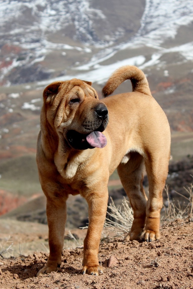 Beautiful Shar Pei Dog1