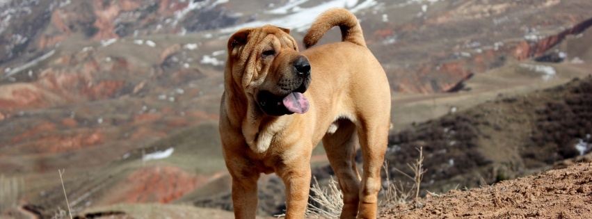 Beautiful Shar Pei Dog1