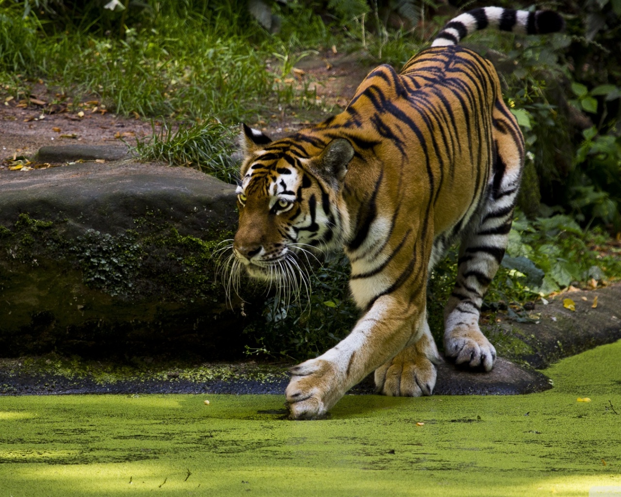 Beautiful Tigers Animals1