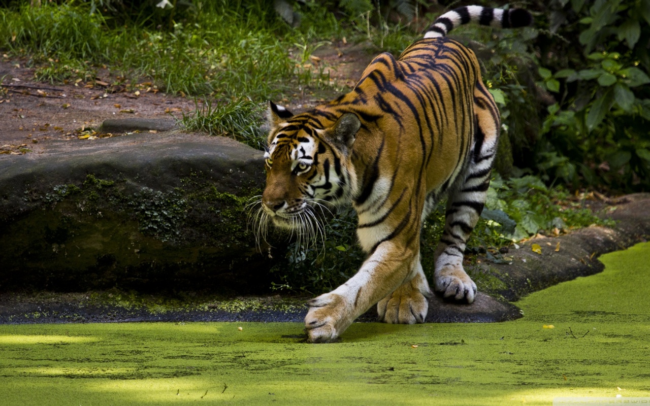 Beautiful Tigers Animals1