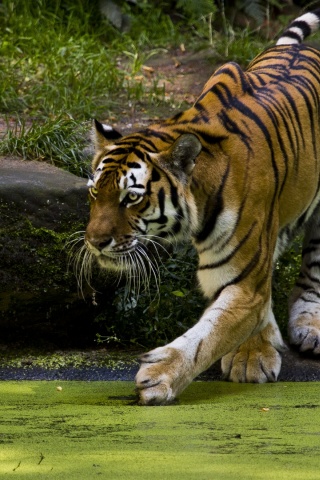 Beautiful Tigers Animals1