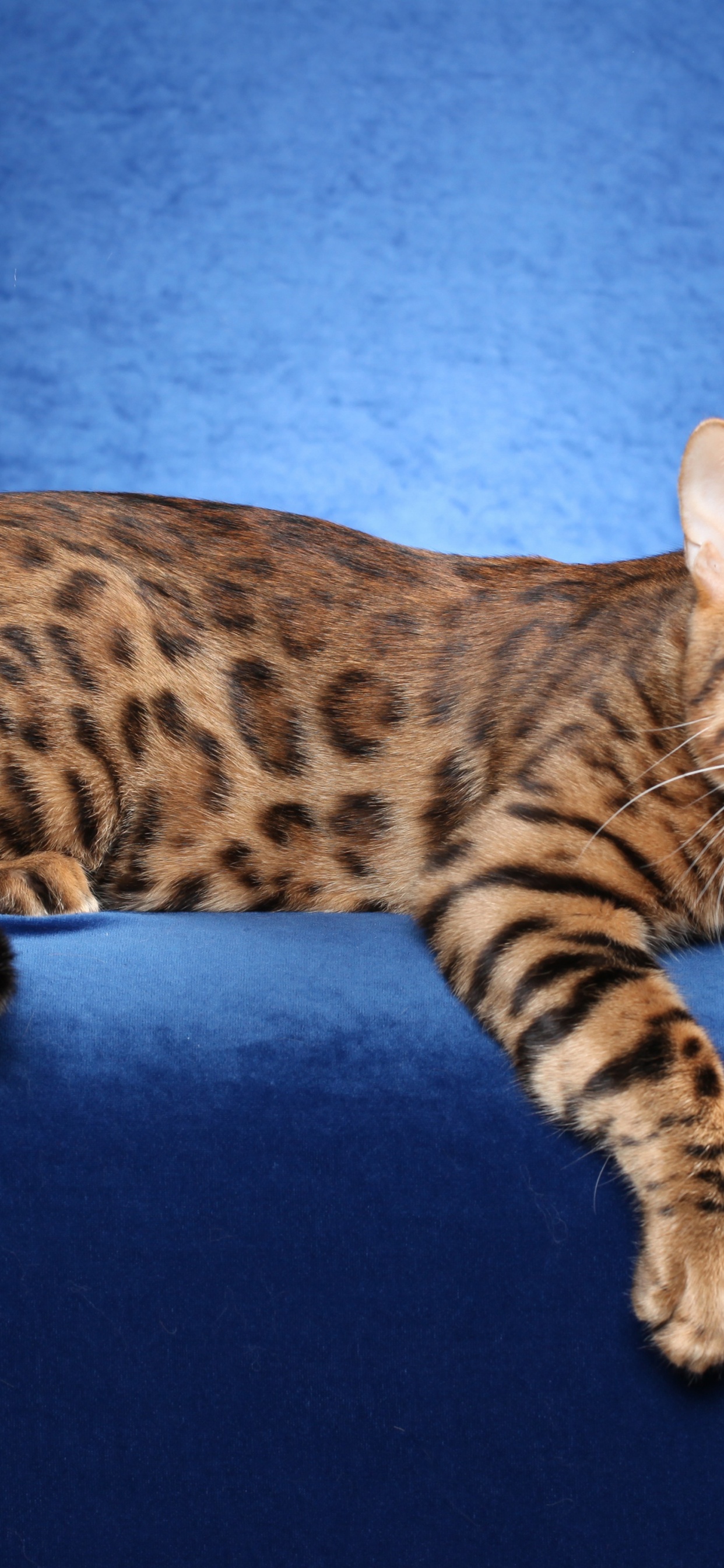 Bengal Cat On A Blue Background