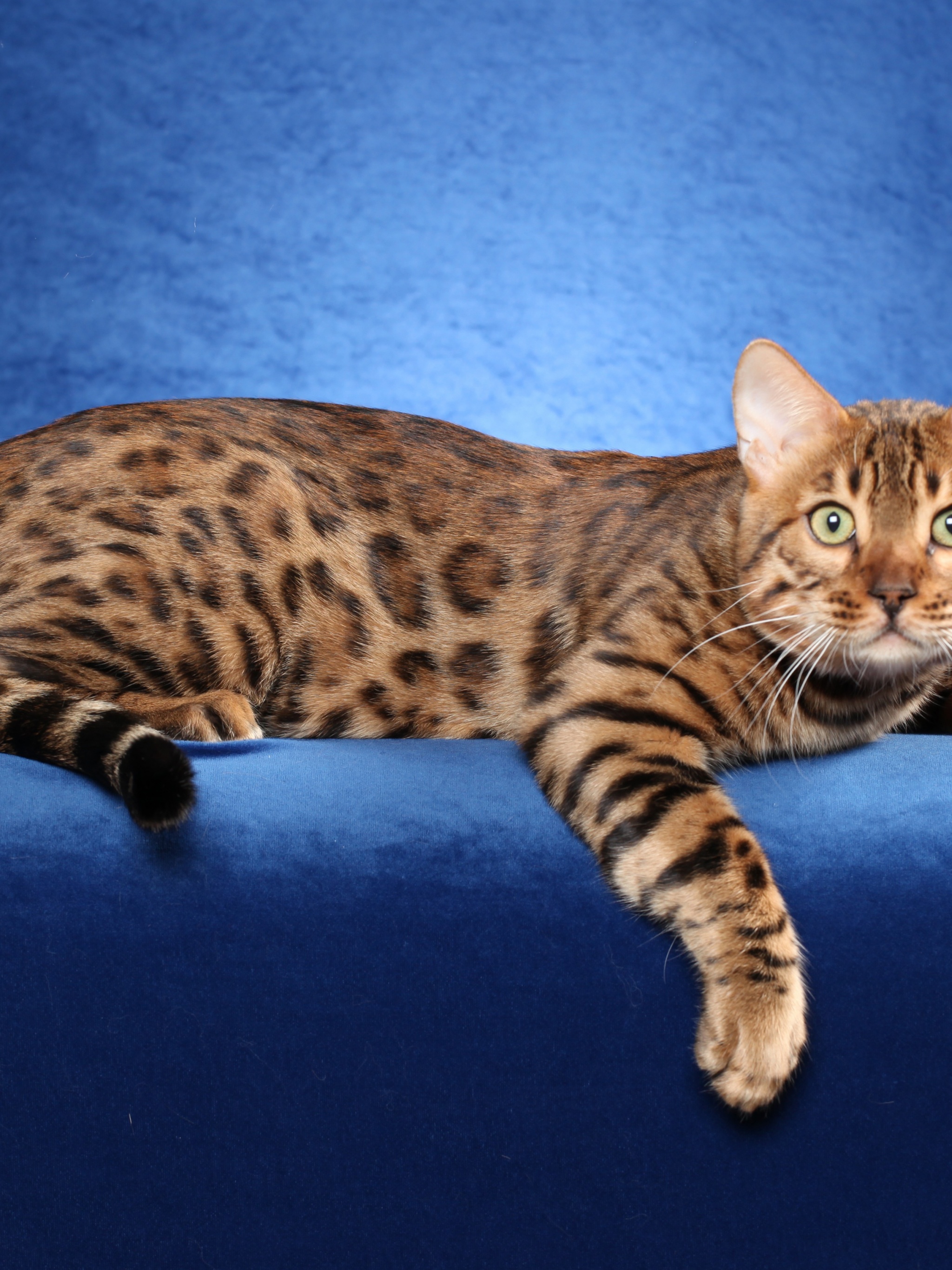 Bengal Cat On A Blue Background