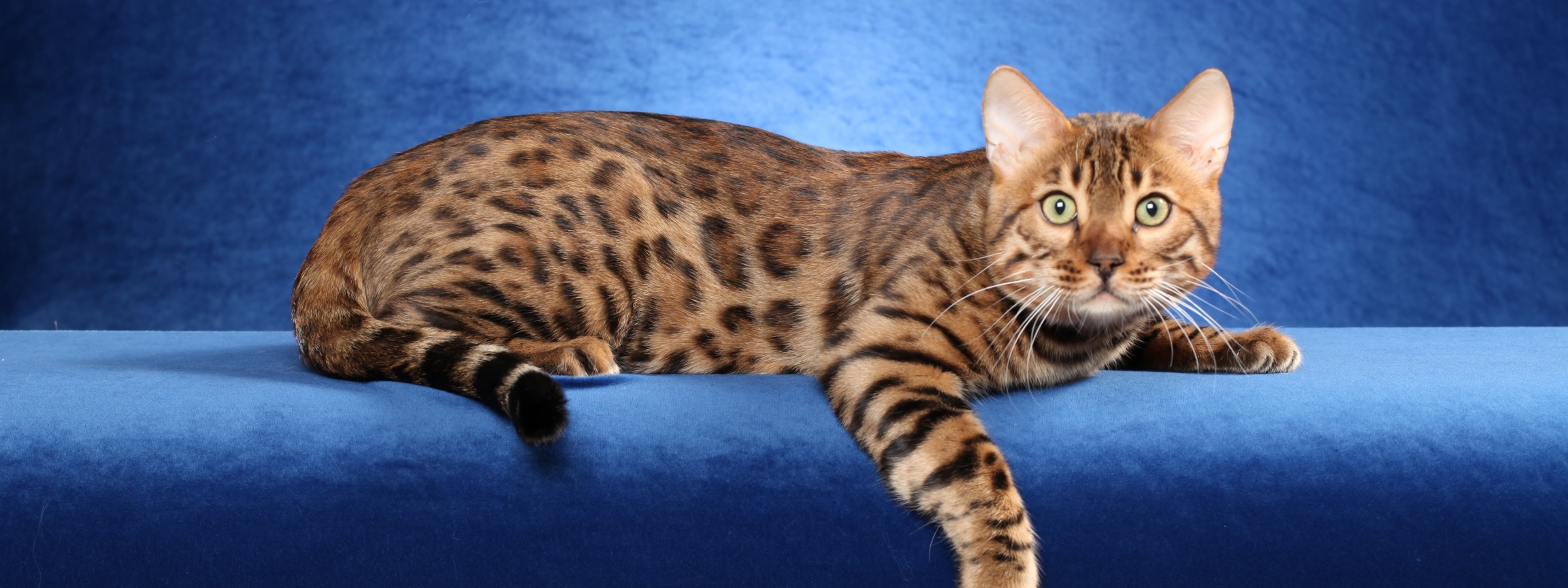 Bengal Cat On A Blue Background