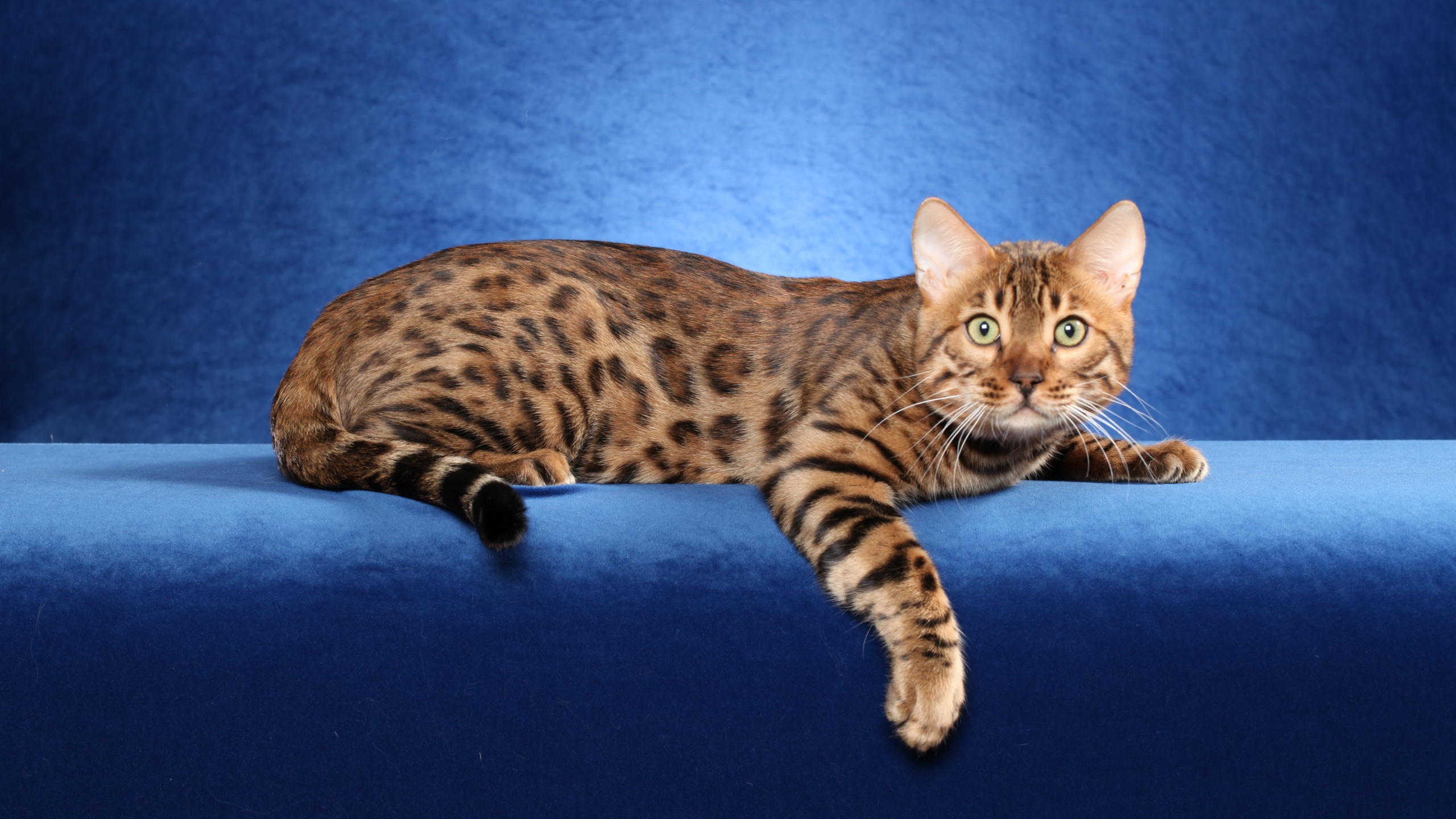 Bengal Cat On A Blue Background