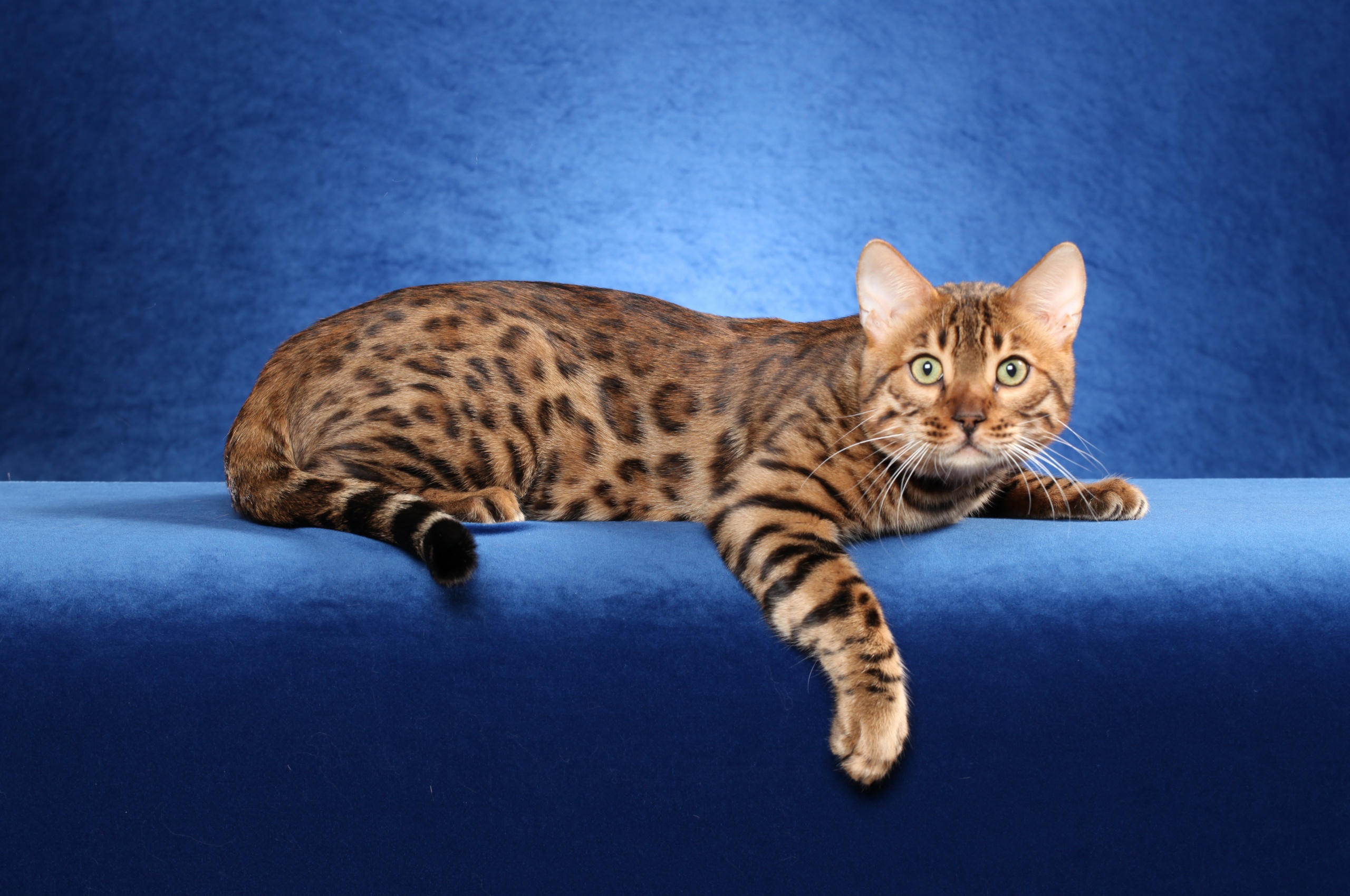 Bengal Cat On A Blue Background