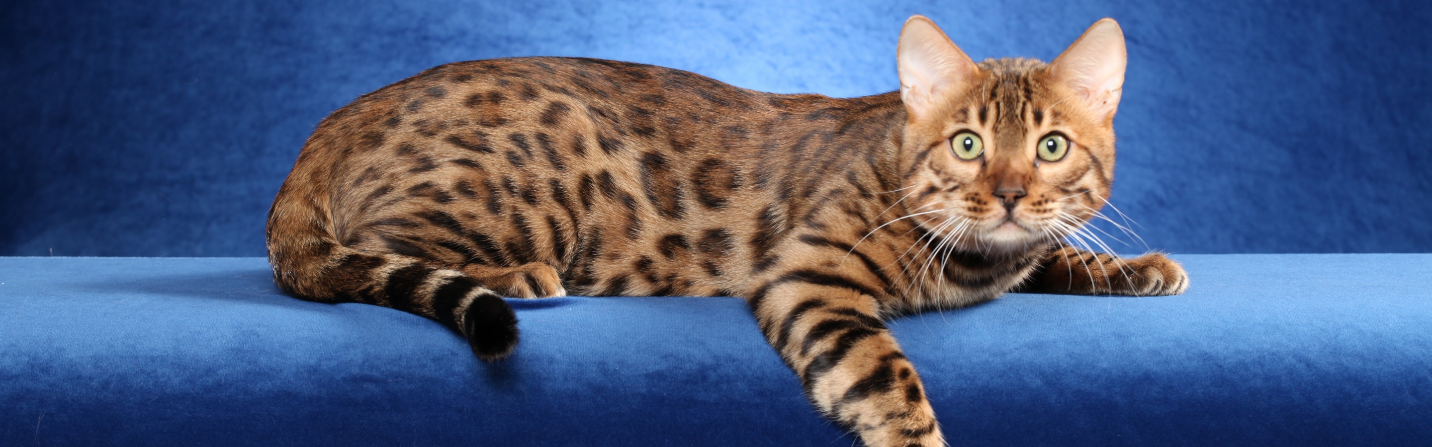 Bengal Cat On A Blue Background