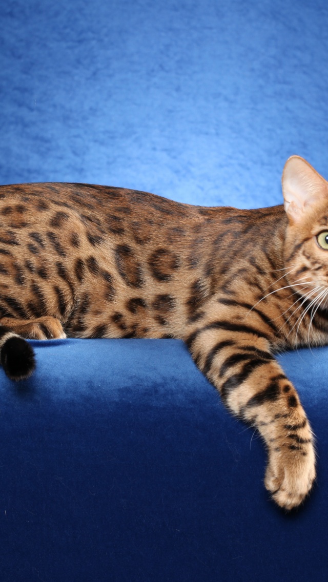 Bengal Cat On A Blue Background