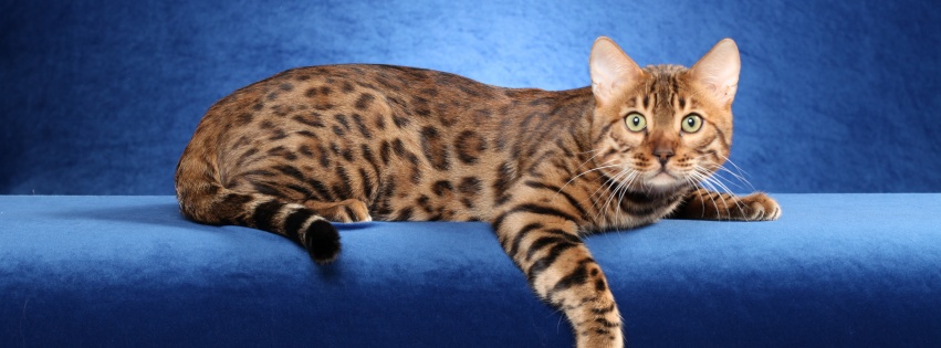 Bengal Cat On A Blue Background